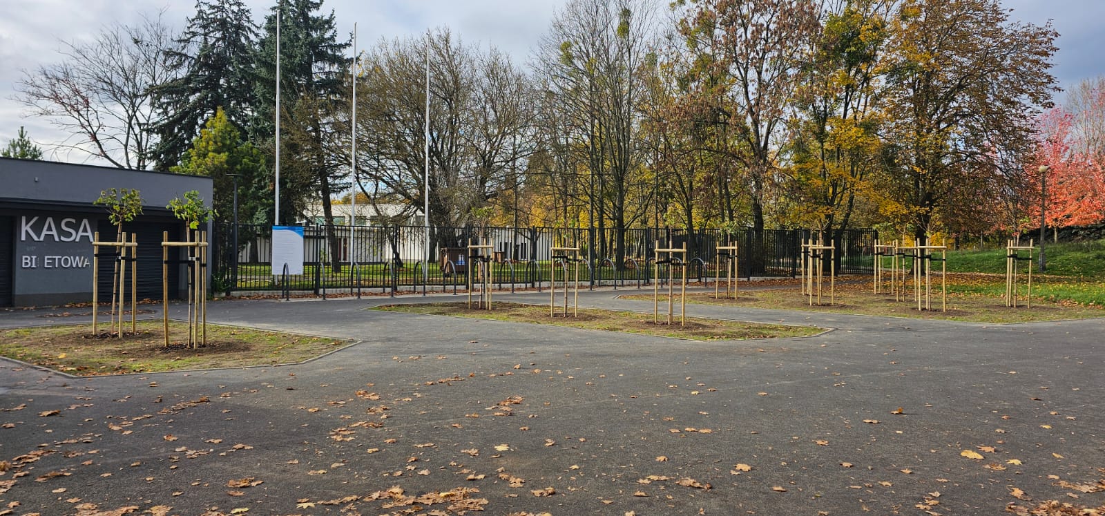 Nowe drzewa przed pływalnią Kasprowicza